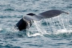 Bar Harbor Whale Watching Cruise cruise excursion
